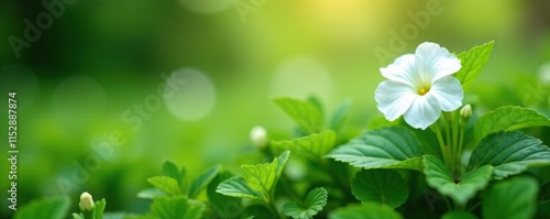 Wallpaper Mural Delicate white petunias bloom on a lush green background, foliage, petals, greenery Torontodigital.ca