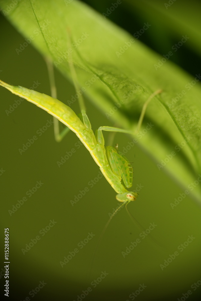 Mantises, often called praying mantises due to their folded forelimbs resembling a prayer pose, are fascinating predatory insects in the order Mantodea. Mantises, often called praying mantises due to their folded forelimbs resembling a prayer pose, are fascinating predatory insects in the order Mantodea.