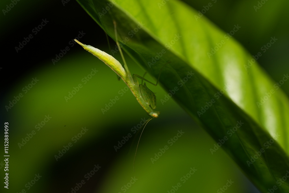 Mantises, often called praying mantises due to their folded forelimbs resembling a prayer pose, are fascinating predatory insects in the order Mantodea. Mantises, often called praying mantises due to their folded forelimbs resembling a prayer pose, are fascinating predatory insects in the order Mantodea.