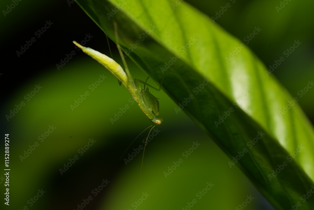 Mantises, often called praying mantises due to their folded forelimbs resembling a prayer pose, are fascinating predatory insects in the order Mantodea. Mantises, often called praying mantises due to their folded forelimbs resembling a prayer pose, are fascinating predatory insects in the order Mantodea.