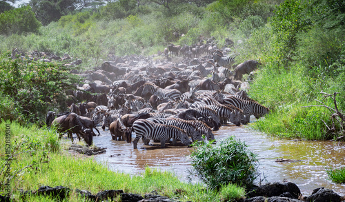 Around 1.5 million wildebeest, with hundreds of thousands of zebras, elands, gazelles and a retinue of predators, leave their calving grounds in the southern Serengeti. photo