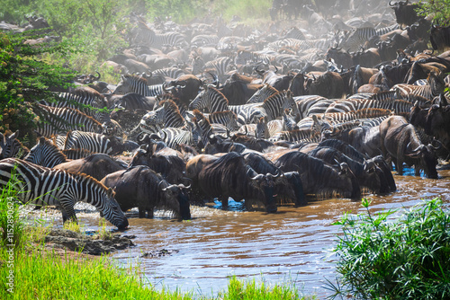 Around 1.5 million wildebeest, with hundreds of thousands of zebras, elands, gazelles and a retinue of predators, leave their calving grounds in the southern Serengeti. photo