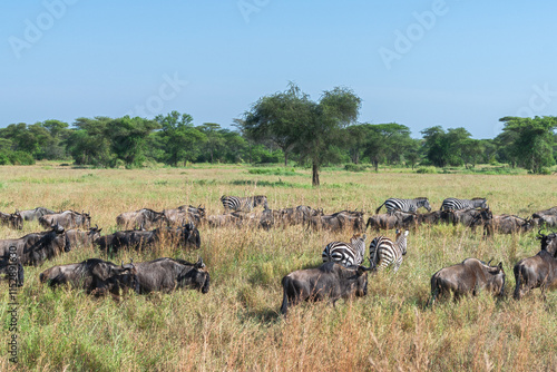 Around 1.5 million wildebeest, with hundreds of thousands of zebras, elands, gazelles and a retinue of predators, leave their calving grounds in the southern Serengeti. photo