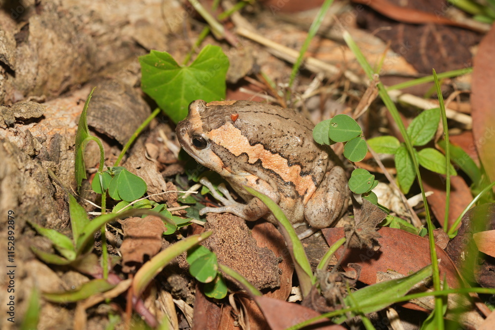Fototapeta premium Kaloula pulchra pulchra, commonly known as the Asian Painted Frog, Chubby Frog, or Banded Bullfrog, is a subspecies of Kaloula pulchra, a frog belonging to the family Microhylidae.