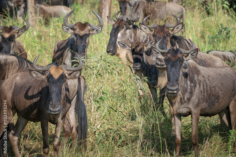 Around 1.5 million wildebeest, with hundreds of thousands of zebras, elands, gazelles and a retinue of predators, leave their calving grounds in the southern Serengeti.