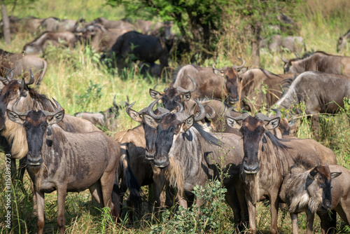 Around 1.5 million wildebeest, with hundreds of thousands of zebras, elands, gazelles and a retinue of predators, leave their calving grounds in the southern Serengeti. photo