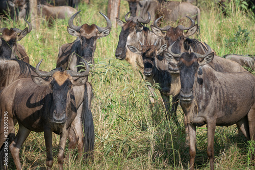 Obraz na płótnie Around 1.5 million wildebeest, with hundreds of thousands of zebras, elands, gazelles and a retinue of predators, leave their calving grounds in the southern Serengeti. w salonie