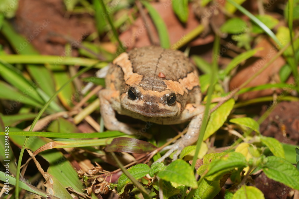 Fototapeta premium Kaloula pulchra pulchra, commonly known as the Asian Painted Frog, Chubby Frog, or Banded Bullfrog, is a subspecies of Kaloula pulchra, a frog belonging to the family Microhylidae. 