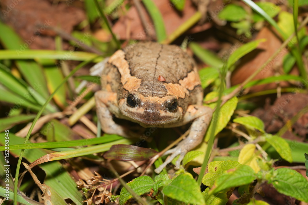 Kaloula pulchra pulchra, commonly known as the Asian Painted Frog, Chubby Frog, or Banded Bullfrog, is a subspecies of Kaloula pulchra, a frog belonging to the family Microhylidae. Kaloula pulchra pulchra, commonly known as the Asian Painted Frog, Chubby Frog, or Banded Bullfrog, is a subspecies of Kaloula pulchra, a frog belonging to the family Microhylidae.