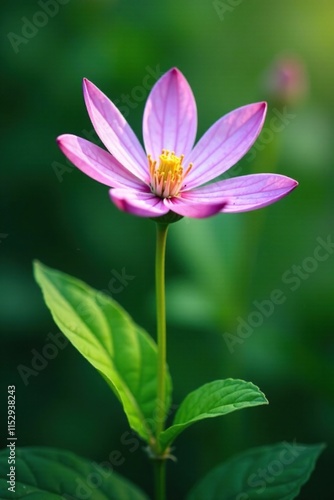 A delicate purple and white flower blooms on a lush green stem amidst leafy foliage, nature, botanical