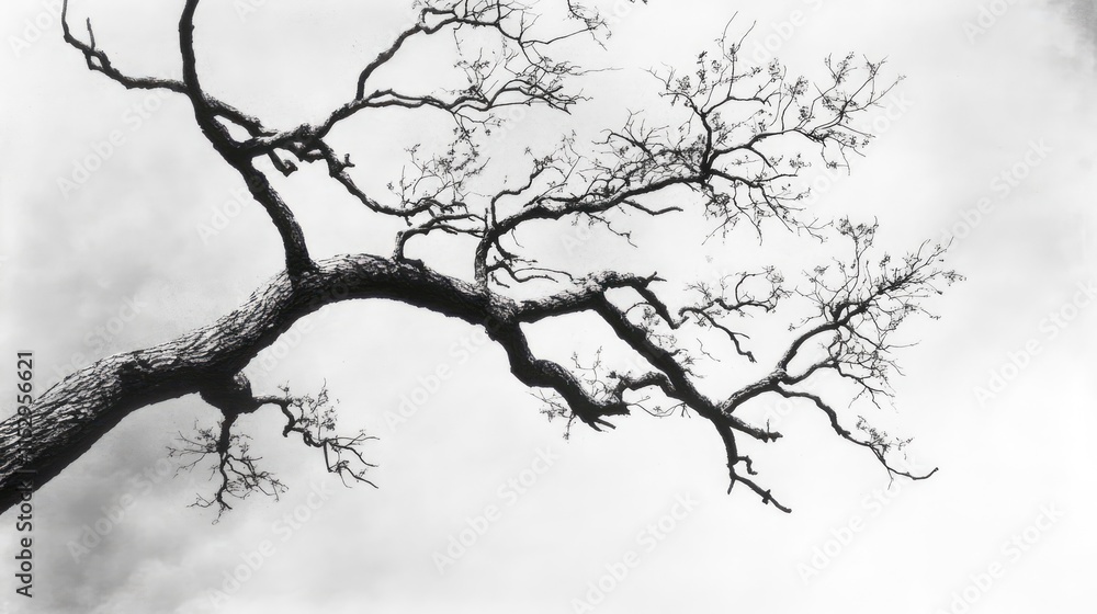 Fototapeta premium Silhouetted leafless tree branches against a dramatic sky in monochrome showcasing the beauty of nature's stark contrasts