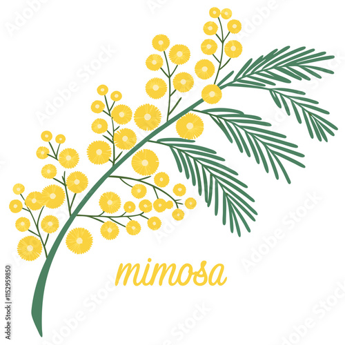 Mimosa Head