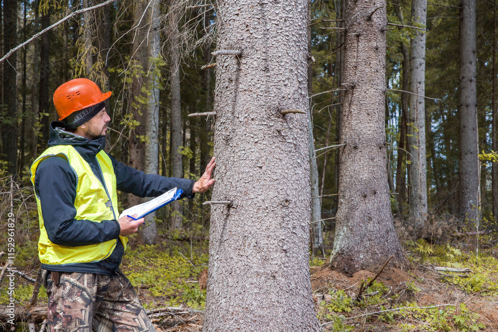 Forest engineer in work clothes works in the forest. Forest engineer in work clothes works in the forest.