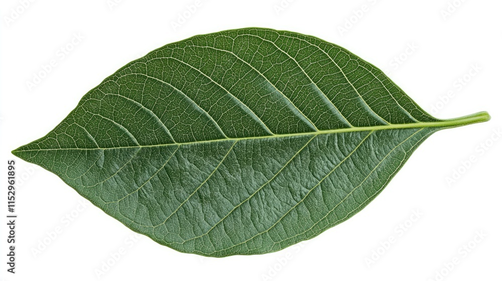 Vibrant Green Leaf Isolated on White Background Representing Nature and Freshness Vibrant Green Leaf Isolated on White Background Representing Nature and Freshness