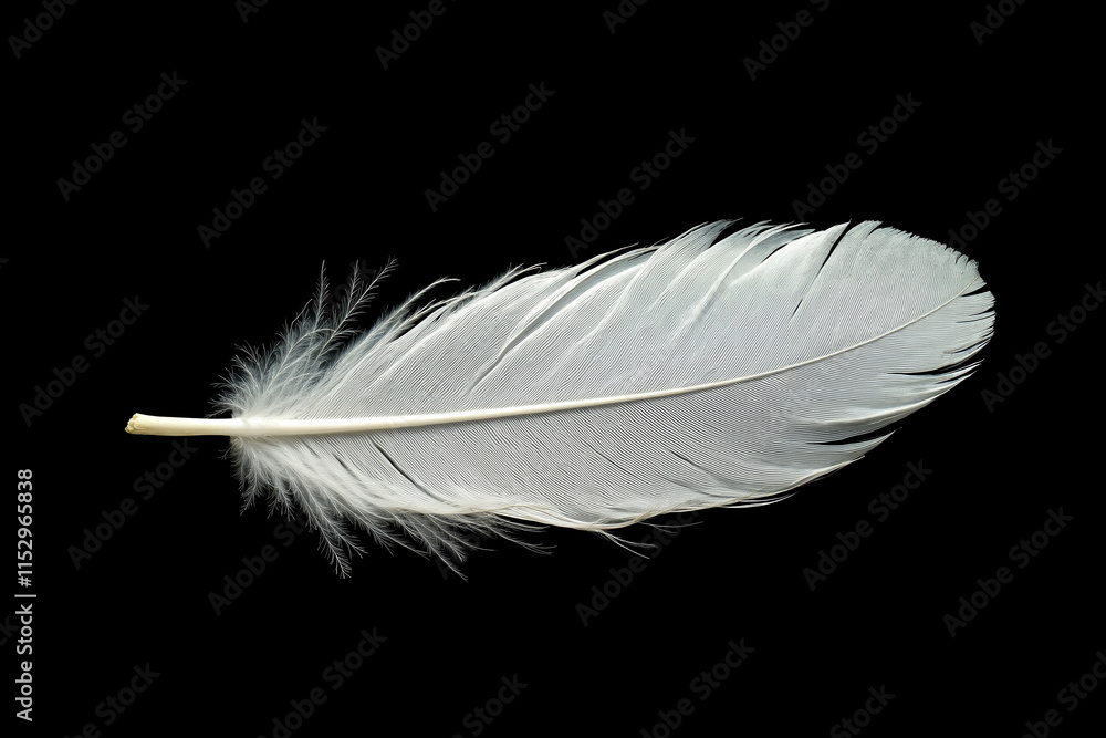 Obraz premium A white feather on a black background