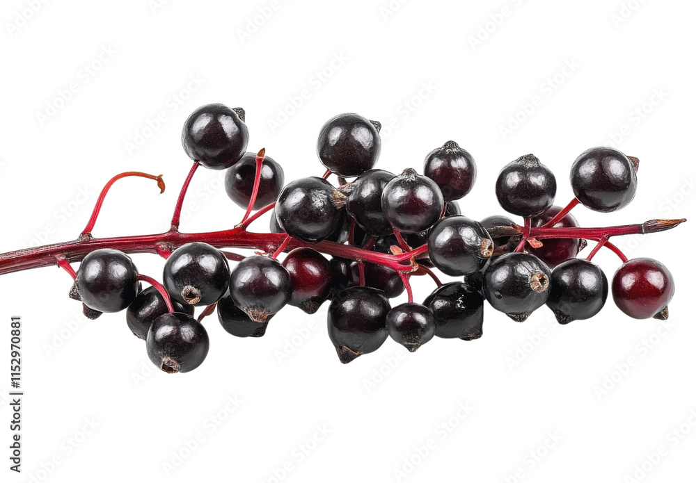 black elderberries on branch, isolated on white background black elderberries on branch, isolated on white background