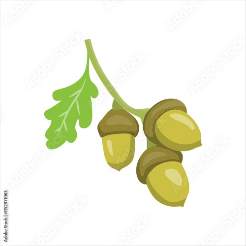 Acorn Seeds of Oak Tree on Forest Floor