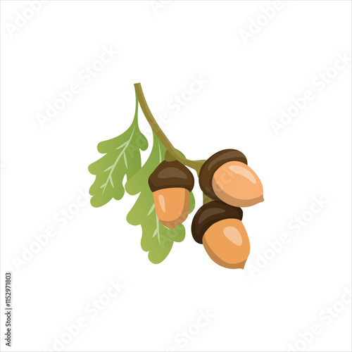 Acorn Seeds of Oak Tree on Forest Floor