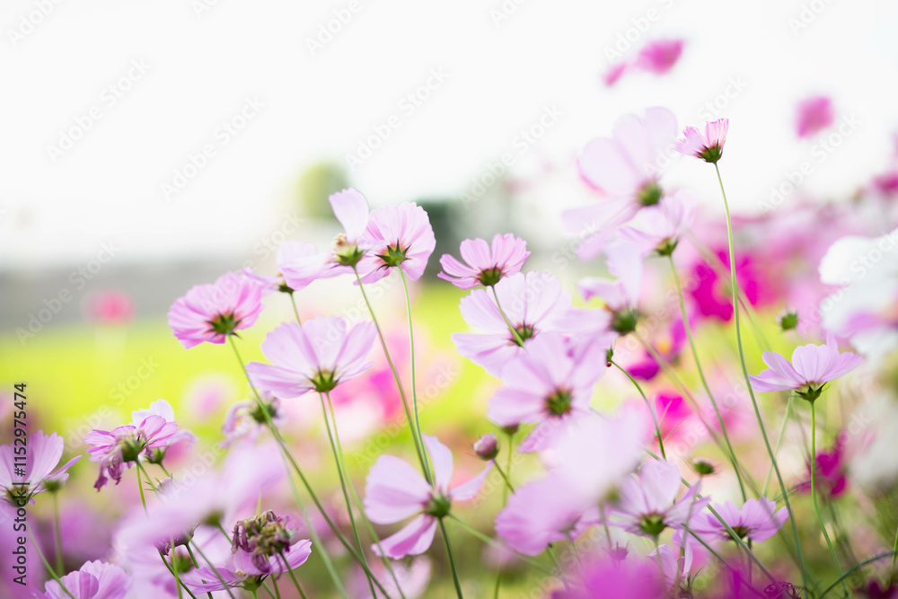 Fototapeta premium Cosmos flowers in full bloom