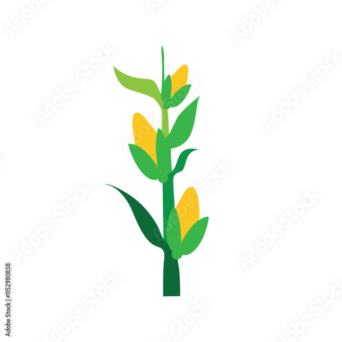 Lush Corn Plant Stalks in Agricultural Field Vector