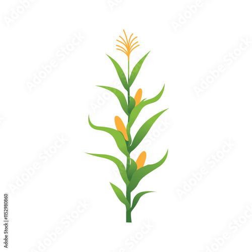 Lush Corn Plant Stalks in Agricultural Field Vector