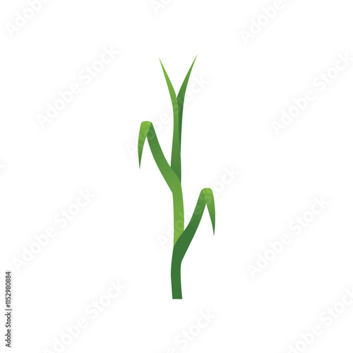 Lush Corn Plant Stalks in Agricultural Field Vector
