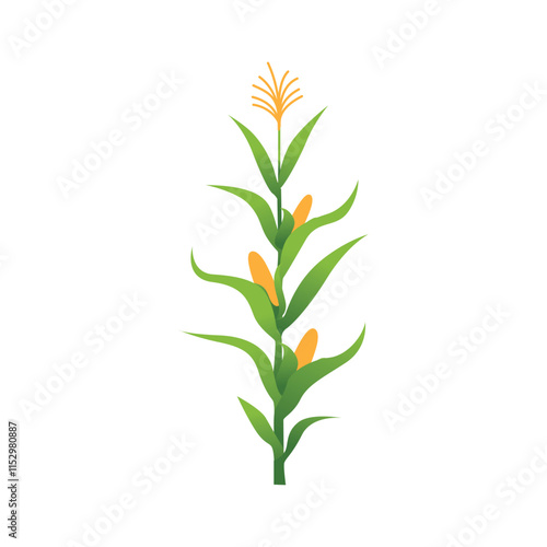 Lush Corn Plant Stalks in Agricultural Field Vector