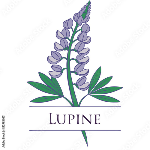 Lupine Head