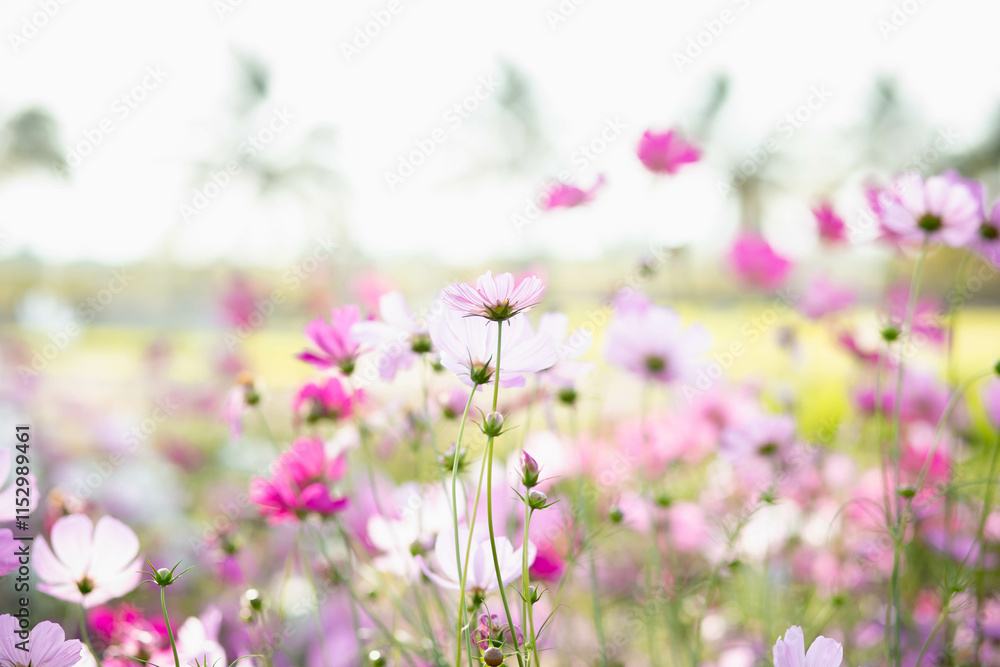 Cosmos flowers in full bloom