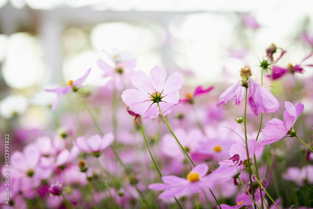 Cosmos flowers in full bloom Cosmos flowers in full bloom