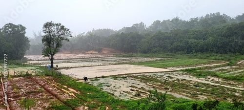 Agricultural Field at the time of monsoon season.