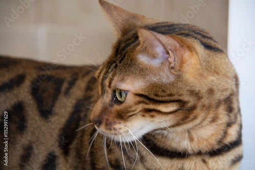 A beautiful Bengal cat with green eyes stands with its muzzle turned to the left photo