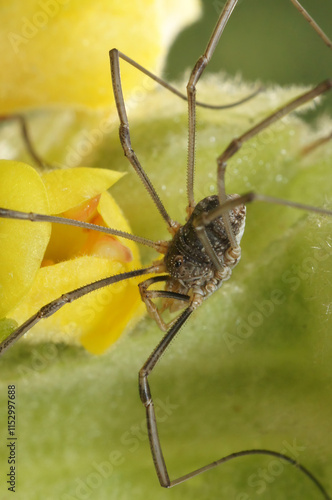 Closeup on a daddy longlegs, common or brown harvestman, Phalangium opilio photo