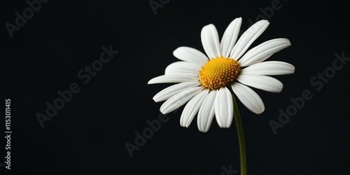 White daisy flower stands out beautifully against a contrasting black background, showcasing the delicate petals of the white daisy flower in stunning detail and vibrant clarity. photo