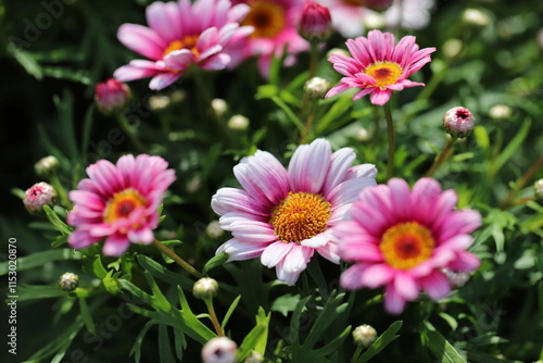 Garden Beauty
