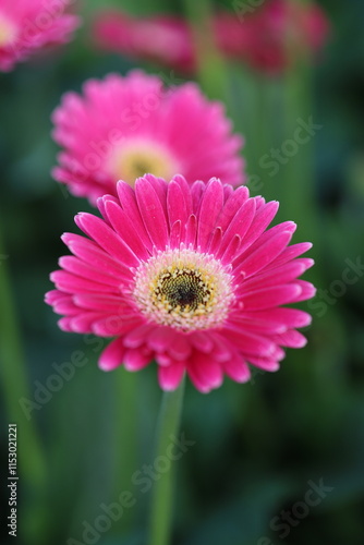 Garden Beauty