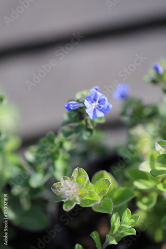 Garden Beauty