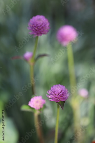Garden Beauty