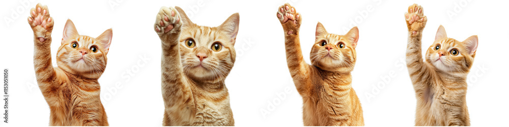 Fototapeta premium Playful cat raising paw in studio setting isolate on transparent
