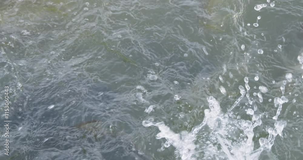 Freshwater carp, known as common carp, swim as they feed on bread thrown at them by parkgoers. Freshwater carp, known as common carp, swim as they feed on bread thrown at them by parkgoers.