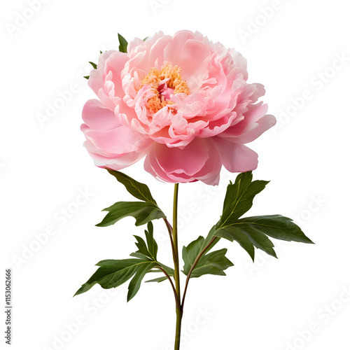 a pink flower with green leaves