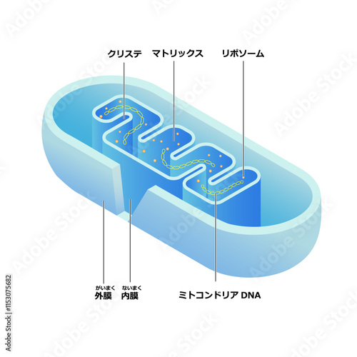 ミトコンドリア内部構造