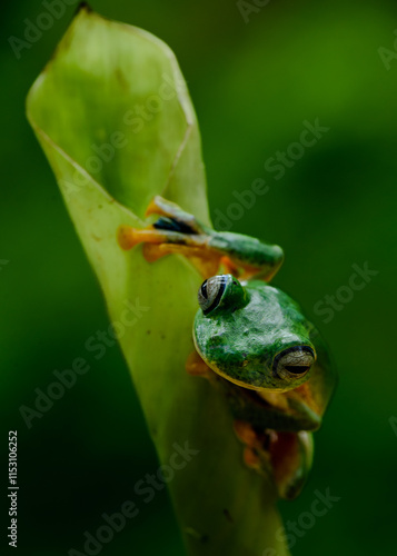 A close-up macro photograph of a striking green tree frog in foliage taken in nature