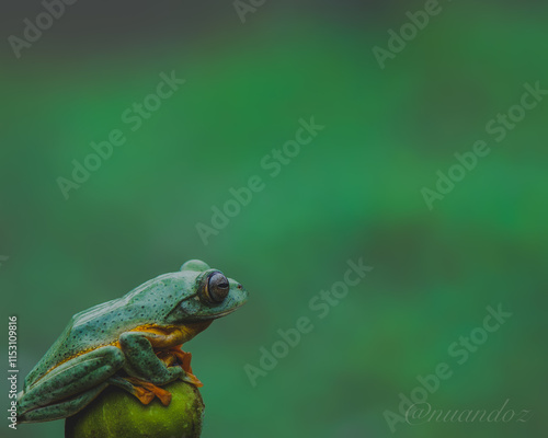 A macro photo taken in nature depicts a green tree frog perched on a flower bud with a macro lens
