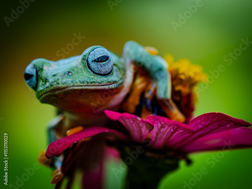 A macro photo taken in nature depicts a green tree frog perched on a flower with a macro lens