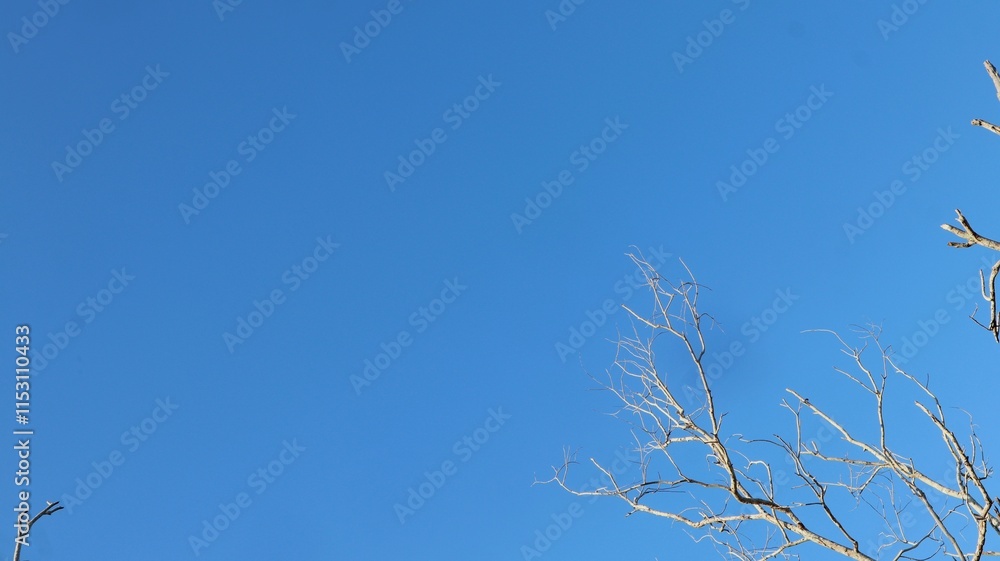 looks like a beautiful and lovely blue sky with dry tree branches looks like a beautiful and lovely blue sky with dry tree branches