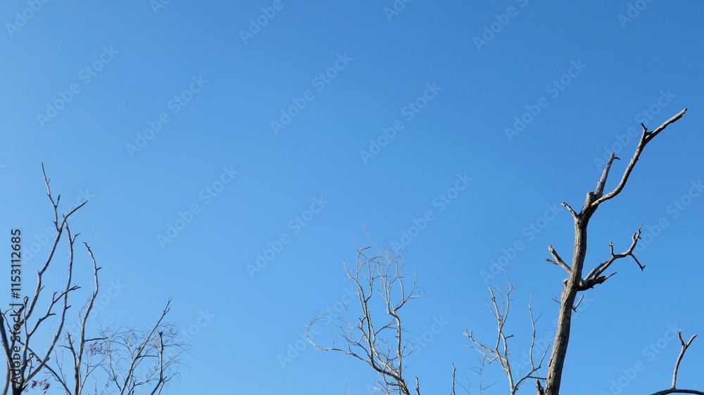 looks like a beautiful and lovely blue sky with dry tree branches looks like a beautiful and lovely blue sky with dry tree branches
