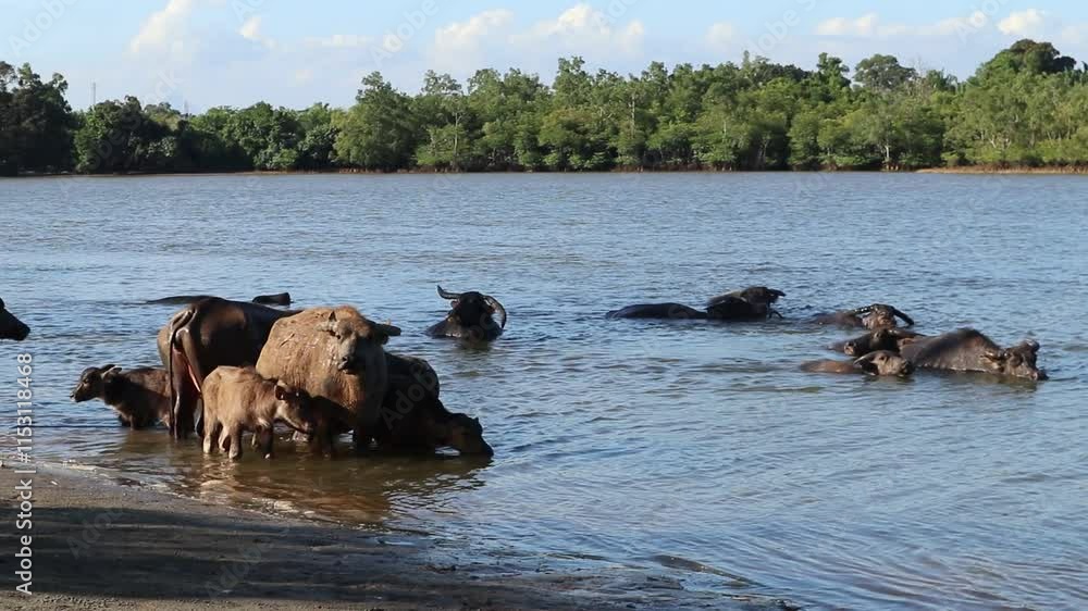 buffalo soaking and bathing in the river. cooling the body buffalo soaking and bathing in the river. cooling the body