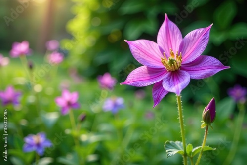 Purple flowering columbine Aquilegia vulgaris growing in a garden with other plants, flowers, stems