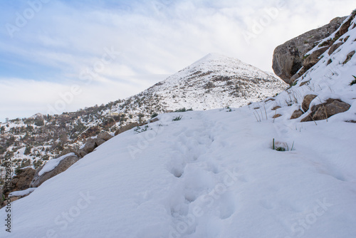 Wallpaper Mural Snowy winter road in a mountain forest. Beautiful winter landscape, Path between snow covered trees on a winter day, forest path in the park in winter, Beautiful winter view with fresh powder snow. Torontodigital.ca
